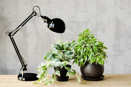 A wooden table in a cozy house with flowers and lamp on the surface. Modern fashionable interior.の写真素材