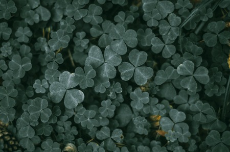 Green leaves of clover in dark dense forest, grass. Background, dark light.