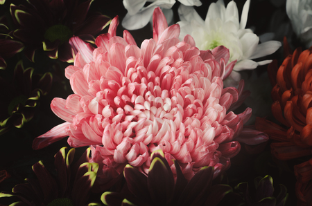 A bouquet of chrysanthemum flowers large and small coral, white and red. Floral background. Processing in the style of vintage painting.の写真素材