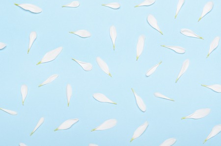 Petals of white chrysanthemum flowers on a pastel blue background. Minimal spring background. Top view, flat layの写真素材