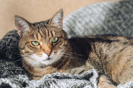 Tabby cat lies on a gray knitted blanket in the sun. A petの写真素材