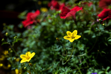 Beautiful yellow flower on blurred backgroundの写真素材