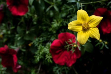 Beautiful yellow flower on blurred backgroundの写真素材