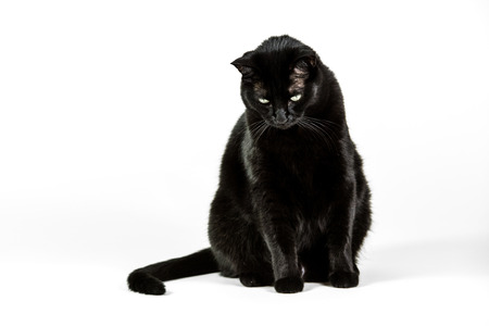 Black Cat on white background.の写真素材