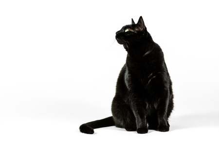 Black Cat on white background.の写真素材