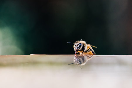 Wild honey bees drinking water.の写真素材