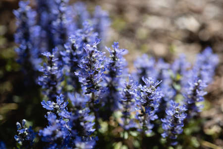 Beautiful flowering bugleweed perennial ground cover.