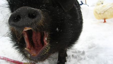 wild boarの写真素材