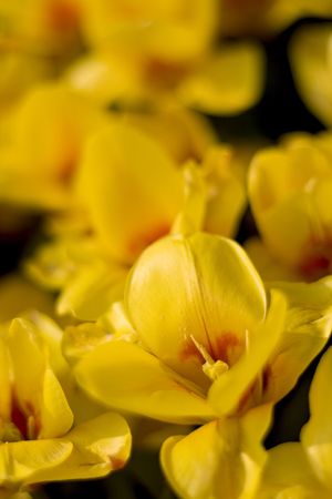 Close up picture of yellow tulipsの写真素材