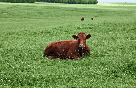 Brown Cow looking at the camera in summer time の写真素材