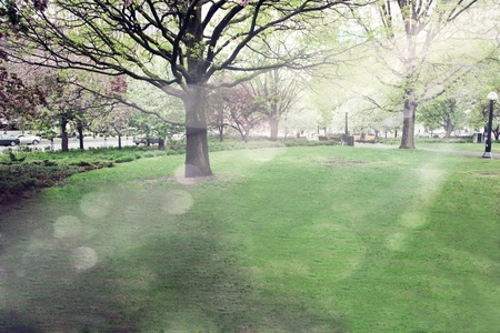 Beautiful Morning in the forest with rays of sunlightの写真素材