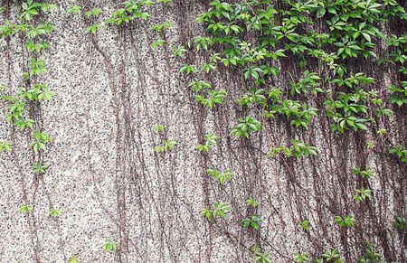 Vines growing on a rock wall - Abstract grungeの写真素材