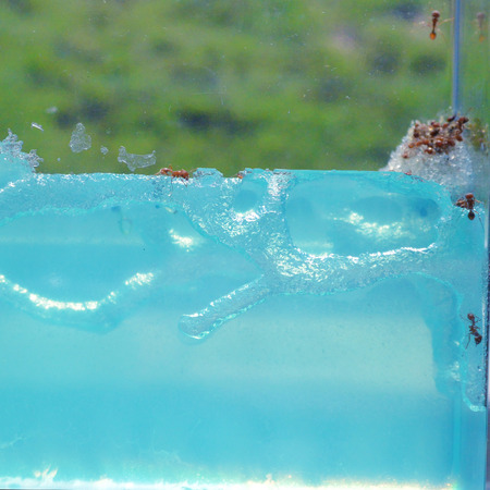 Ant Farm with clear gel to see antsの写真素材