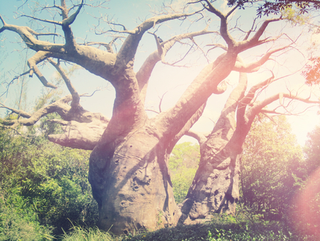 trees without leaves in vintage effectの写真素材