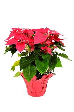 Pink rose with white background, taken closeupの写真素材