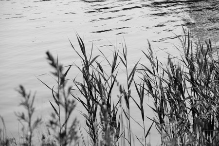 Reed over lakeの写真素材