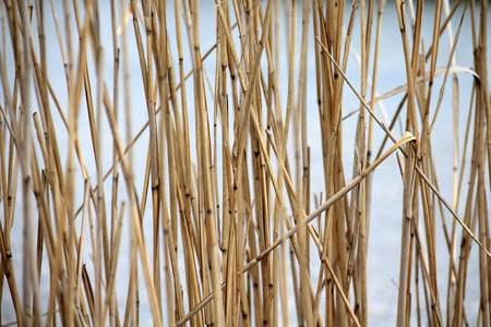 Natural backdrop of reed at the lakeの写真素材