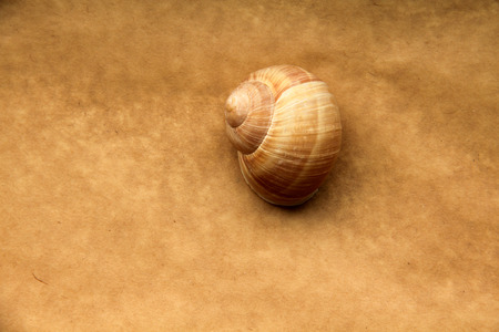 Shell of grape snail on old paperの写真素材