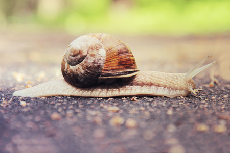 Snail on the roadの写真素材