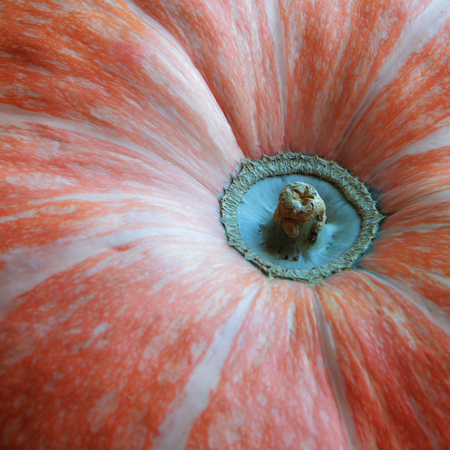 pumpkinの写真素材