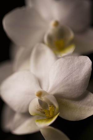Orchid flower