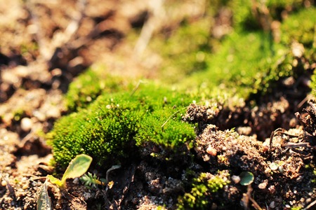 Moss macro backgroundの写真素材