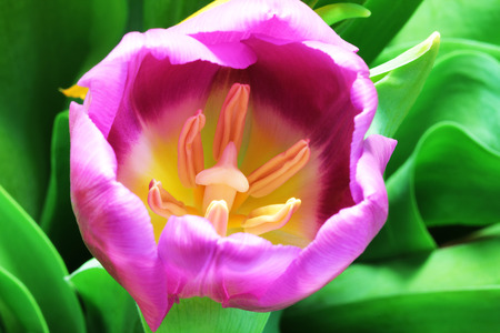 Wonderful tulip bouquet bright closeup macro photo