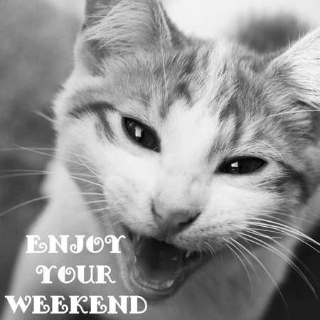 Cute funny kitten with opened mouth in smile