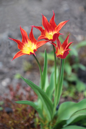 Red yellow tulip with three flowers beautifulの写真素材