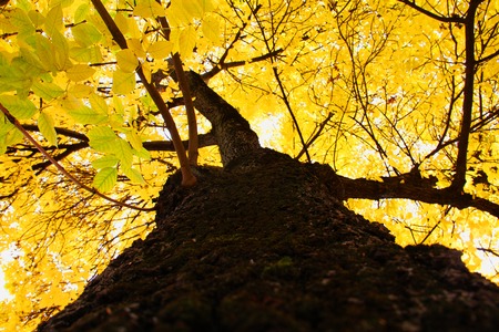 Yellow autumn tree land view beautiful backgroundの写真素材