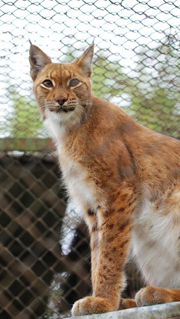 Lynx close up animal portrait at zoo cage