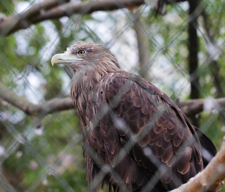 Golden eagle bird close up animal portrait photo
