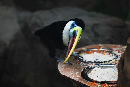 Toucan bird close up photo while eatingの写真素材