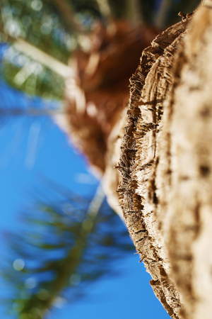 Big plant palm tree beautiful photoの写真素材