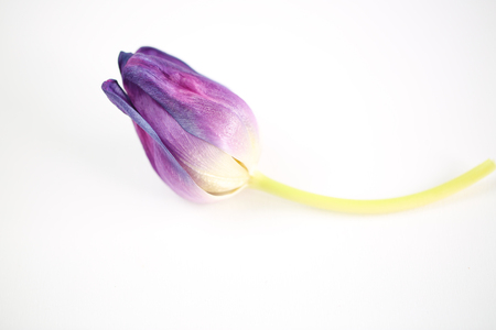 Close up macro photography of open purple tulip isolated on whiteの写真素材