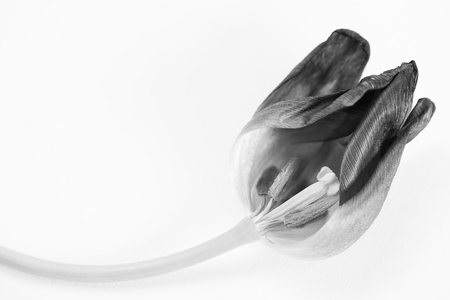 Close up macro photography of open purple tulip isolated on whiteの写真素材