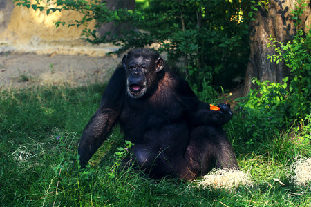 Funny chimpanzee monkey sitting on the ground eating carrotの写真素材