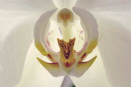 Orchid beautiful flower close up macroの写真素材