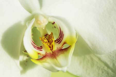 Orchid beautiful flower close up macroの写真素材