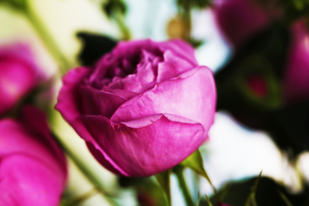 Rose flower beautiful background in vintage style for women's day and st valentineの写真素材