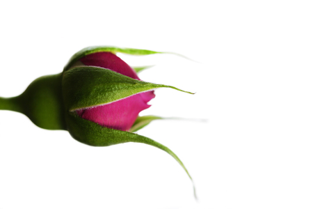 Rose flower beautiful background in vintage style for women's day and st valentineの写真素材