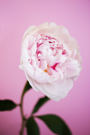 Peony pink flower close up beautiful macro photoの写真素材