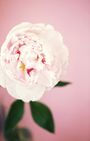 Peony pink flower close up beautiful macro photoの写真素材