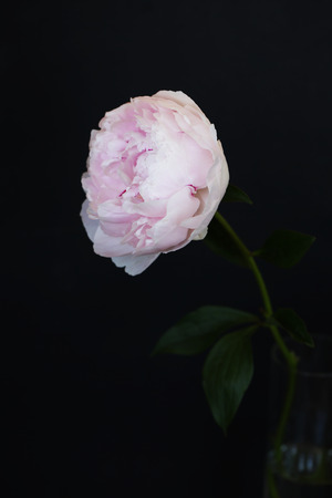 Peony pink flower close up on black background photoの写真素材