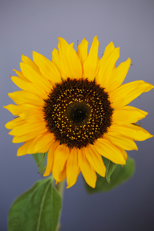 Beautiful sunflower close up macro photo on colored backgroundの写真素材