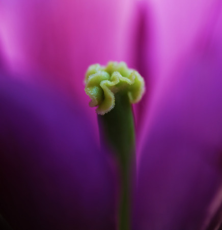 Tulip flower close up beautiful macro photographyの写真素材