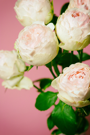 Beautiful pink roses close up macro flowers photoの写真素材