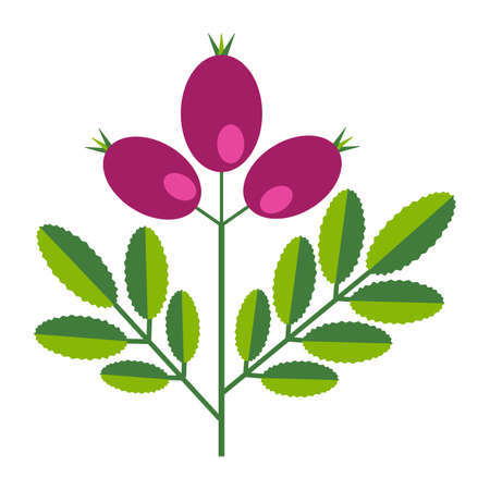 Simple minimalistic bright green branch with leaf and pink berries. Flower collection of colorful plants for seasonal decoration . Stylized icons of botany. Stock vector illustration in flat styleのイラスト素材