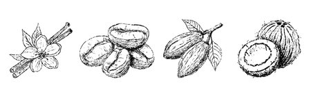 Sketch crayon aroma spicy, bean and nut set. Hand drawn scribble doodle product vanilla, coconut, coffee, cacao. Pencil texture vector illustration.のイラスト素材