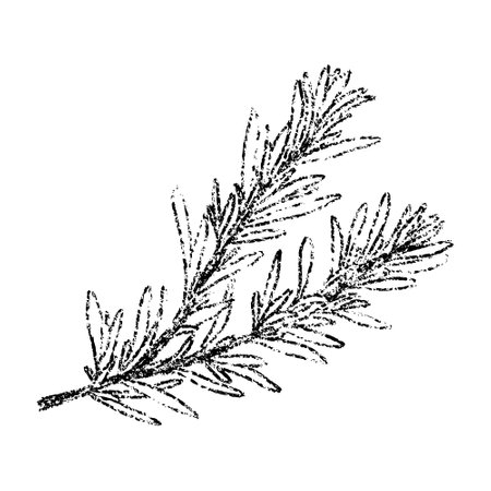 Sketch crayon aroma spicy and beauty plant branch of rosemary illustration. Hand drawn scribble doodle seasoning plant, flavor aromatic. Pencil texture vector design element for label, tag.のイラスト素材